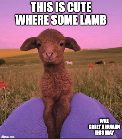 Lamb Jumping Onto a Human | THIS IS CUTE WHERE SOME LAMB; WILL GREET A HUMAN THIS WAY | image tagged in lamb,memes | made w/ Imgflip meme maker