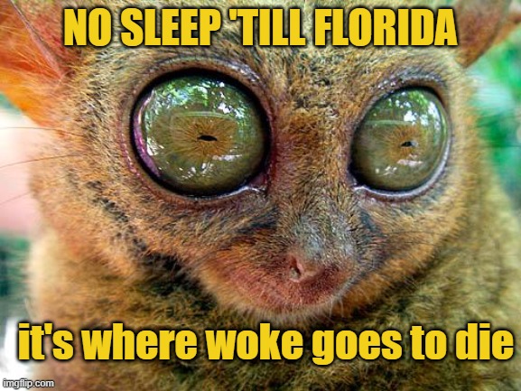 Florida, where sanity goes to die | NO SLEEP 'TILL FLORIDA; it's where woke goes to die | image tagged in donald trump,florida man,woke,crap,politics | made w/ Imgflip meme maker