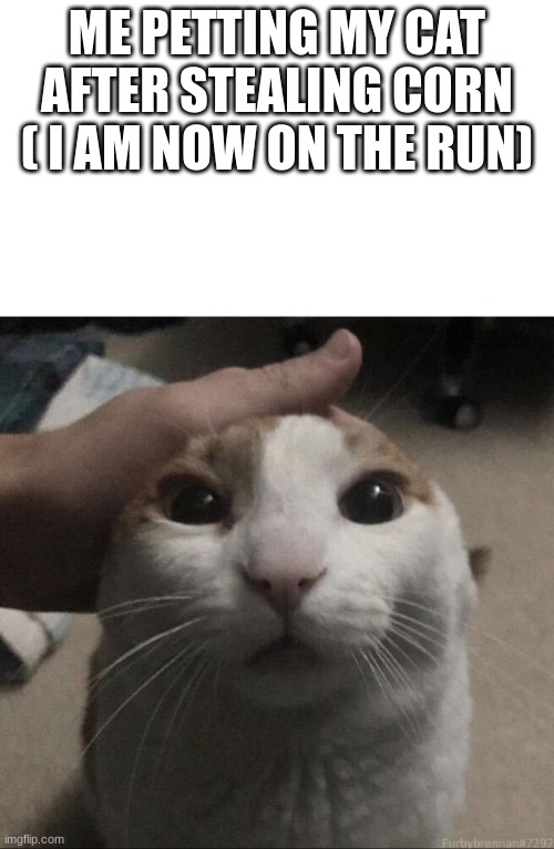 i stole corn | ME PETTING MY CAT AFTER STEALING CORN ( I AM NOW ON THE RUN) | image tagged in me petting my cat,memes | made w/ Imgflip meme maker
