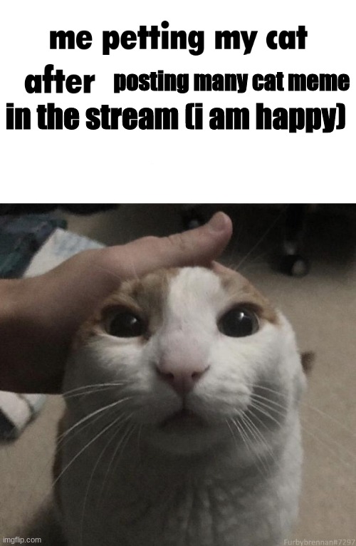 posting many cat meme; in the stream (i am happy) | made w/ Imgflip meme maker