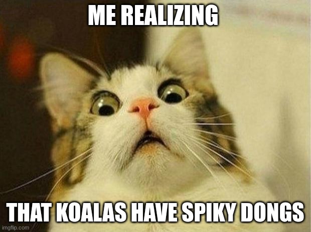 they acutally do have spiky dongs | ME REALIZING; THAT KOALAS HAVE SPIKY DONGS | image tagged in memes,scared cat | made w/ Imgflip meme maker