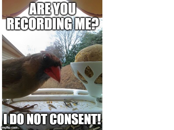 Libertarian Cardinal | ARE YOU RECORDING ME? I DO NOT CONSENT! | image tagged in bird | made w/ Imgflip meme maker