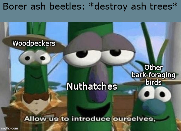 They eat them like they're candy | Borer ash beetles: *destroy ash trees*; Woodpeckers; Other bark-foraging birds; Nuthatches | image tagged in allow us to introduce ourselves | made w/ Imgflip meme maker