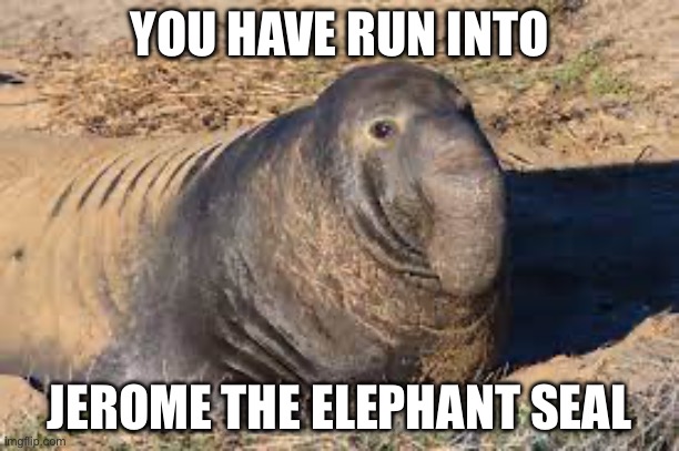 Jerome | YOU HAVE RUN INTO; JEROME THE ELEPHANT SEAL | image tagged in pets,seal | made w/ Imgflip meme maker