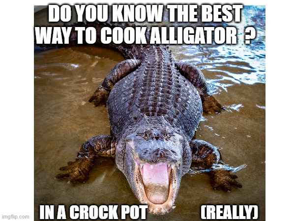 How to cook Alligator | DO YOU KNOW THE BEST WAY TO COOK ALLIGATOR  ? IN A CROCK POT                 (REALLY) | image tagged in memes,alligator,cooking | made w/ Imgflip meme maker