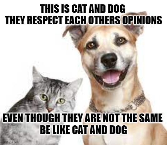 cat and dog kindness | THIS IS CAT AND DOG 
THEY RESPECT EACH OTHERS OPINIONS; EVEN THOUGH THEY ARE NOT THE SAME 
BE LIKE CAT AND DOG | image tagged in kindness,cat,dog | made w/ Imgflip meme maker