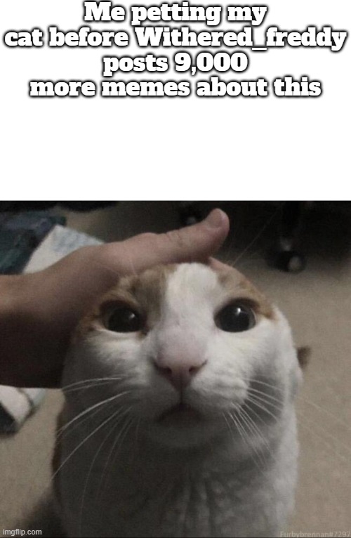 me petting my cat | Me petting my cat before Withered_freddy posts 9,000 more memes about this | image tagged in me petting my cat | made w/ Imgflip meme maker