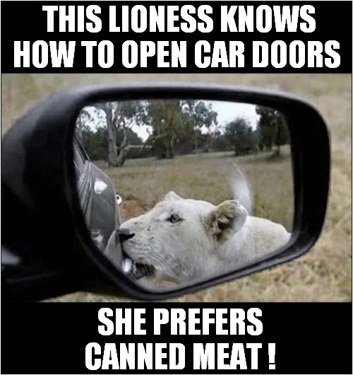 The Last Trip In The Safari Park ! | THIS LIONESS KNOWS HOW TO OPEN CAR DOORS; SHE PREFERS CANNED MEAT ! | image tagged in lioness,cars,opening,doors,dark humour | made w/ Imgflip meme maker