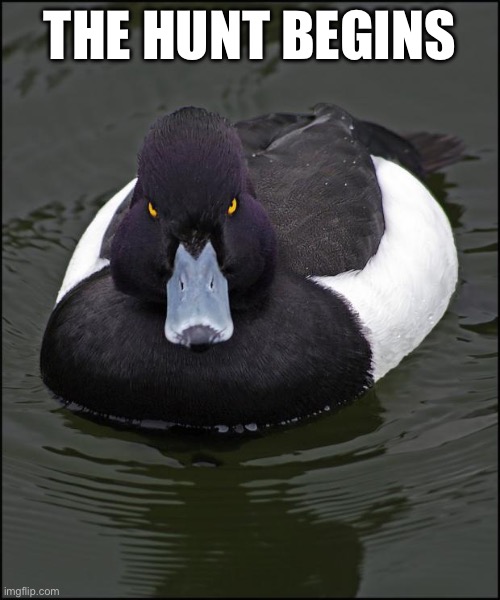Angry duck | THE HUNT BEGINS | image tagged in angry duck | made w/ Imgflip meme maker