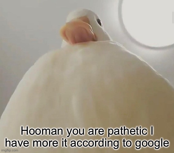 pathetic (duck#1) | Hooman you are pathetic I have more it according to google | image tagged in pathetic duck 1 | made w/ Imgflip meme maker