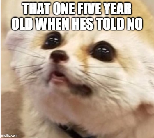 please use this templet | THAT ONE FIVE YEAR OLD WHEN HES TOLD NO | image tagged in cry baby | made w/ Imgflip meme maker