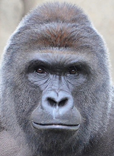 Harambe Blank Meme Template