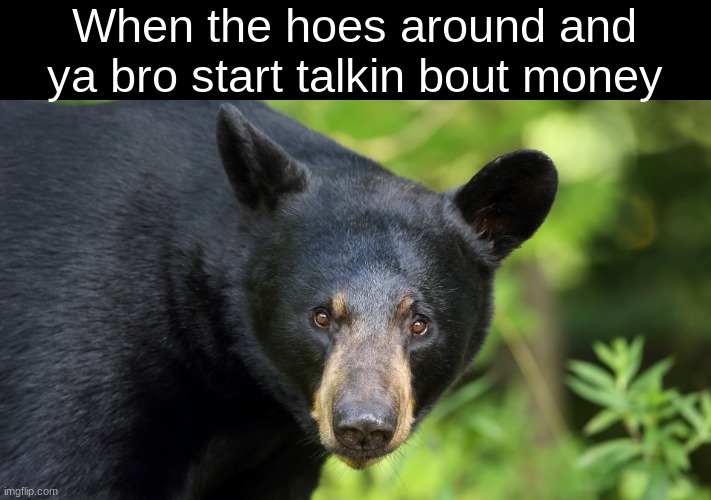 When the hoes around and ya bro start talkin bout money | image tagged in bear | made w/ Imgflip meme maker