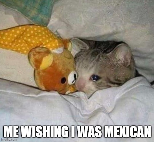 Crying cat | ME WISHING I WAS MEXICAN | image tagged in crying cat | made w/ Imgflip meme maker