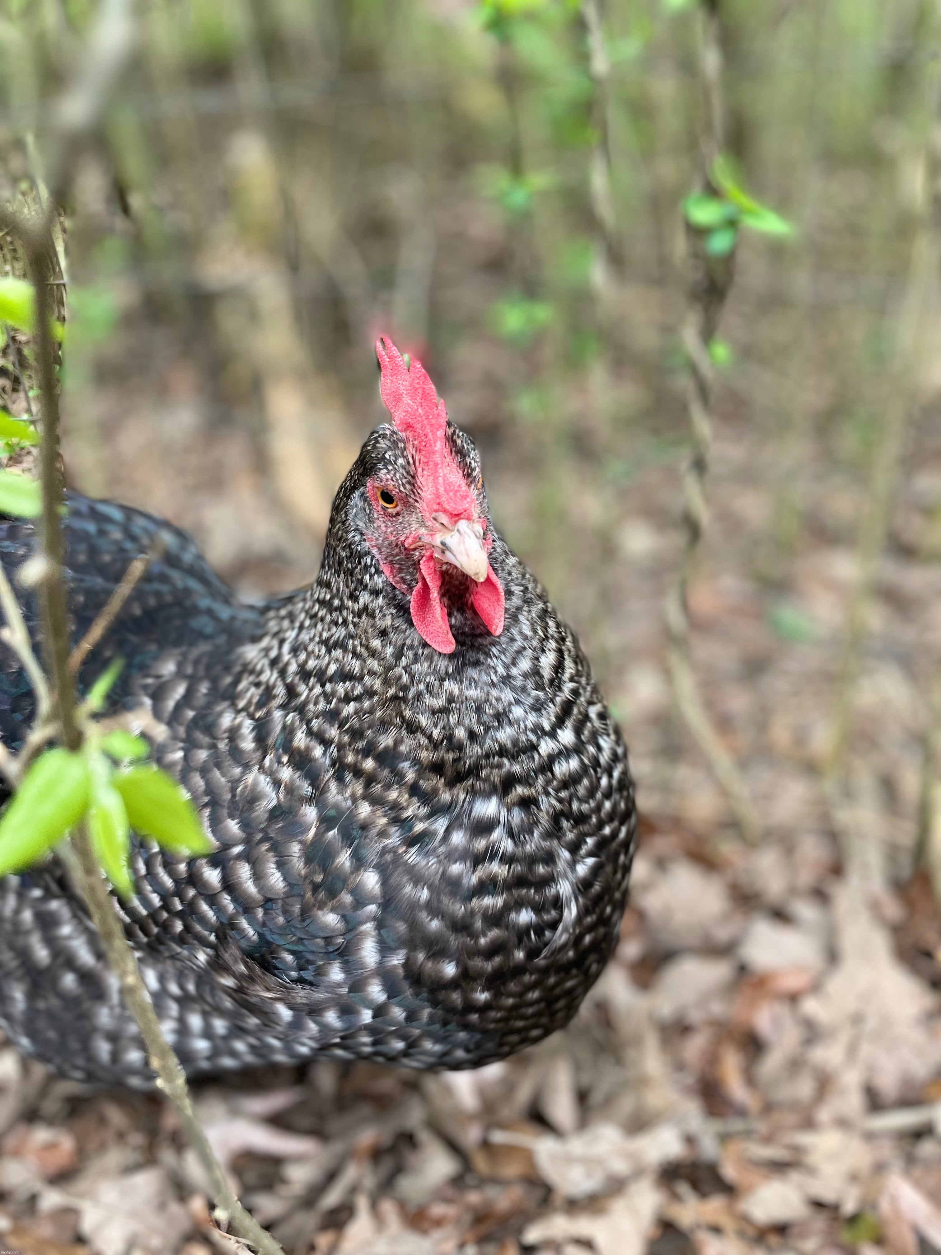 Another photo of my beautiful hen, Quinby | image tagged in photos,photography,chicken | made w/ Imgflip meme maker