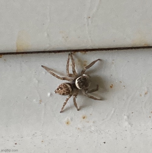 Anyone know what kind of spider this is | made w/ Imgflip meme maker