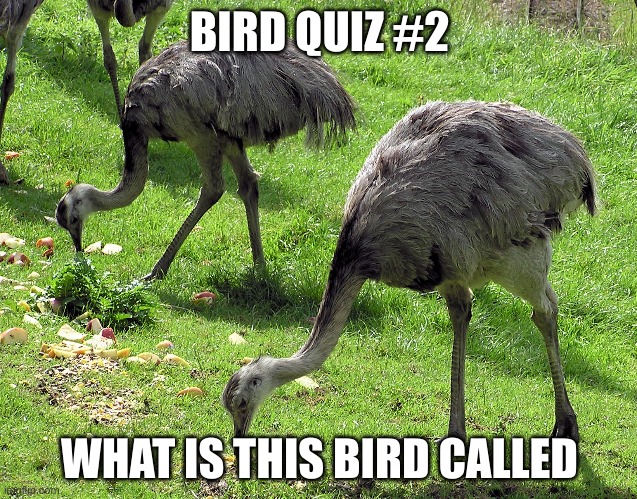 Bird quiz #2 | BIRD QUIZ #2; WHAT IS THIS BIRD CALLED | made w/ Imgflip meme maker