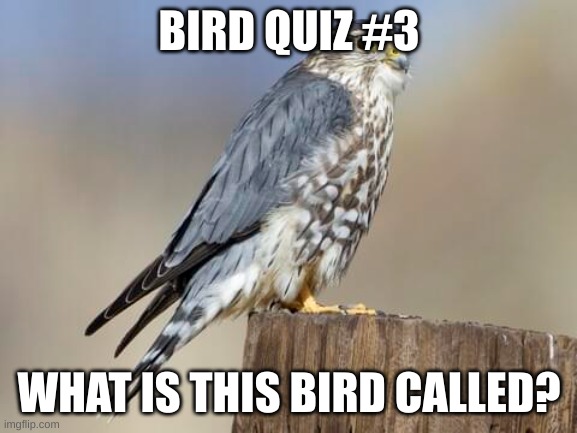 bird quiz #3 | BIRD QUIZ #3; WHAT IS THIS BIRD CALLED? | made w/ Imgflip meme maker