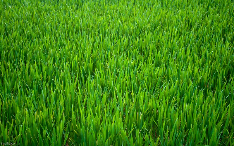 Grass | image tagged in grass | made w/ Imgflip meme maker