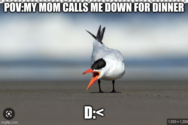when my mom calls me for chores | POV:MY MOM CALLS ME DOWN FOR DINNER; D:< | image tagged in memes,funny memes | made w/ Imgflip meme maker