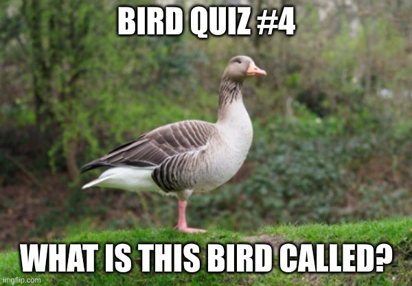 Hint: Its a type of goose and it starts with a G | BIRD QUIZ #4; WHAT IS THIS BIRD CALLED? | made w/ Imgflip meme maker