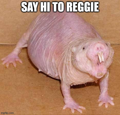 naked mole rat | SAY HI TO REGGIE | image tagged in naked mole rat | made w/ Imgflip meme maker