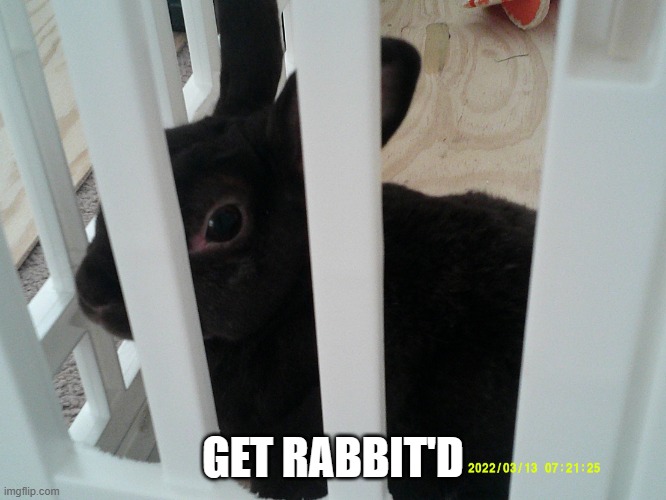 Used in comment | GET RABBIT'D | image tagged in coconut | made w/ Imgflip meme maker
