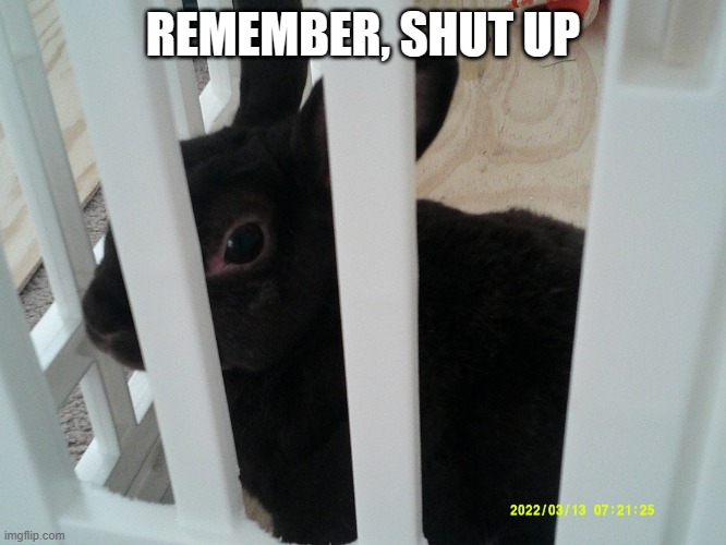 Used in comment | REMEMBER, SHUT UP | image tagged in coconut | made w/ Imgflip meme maker