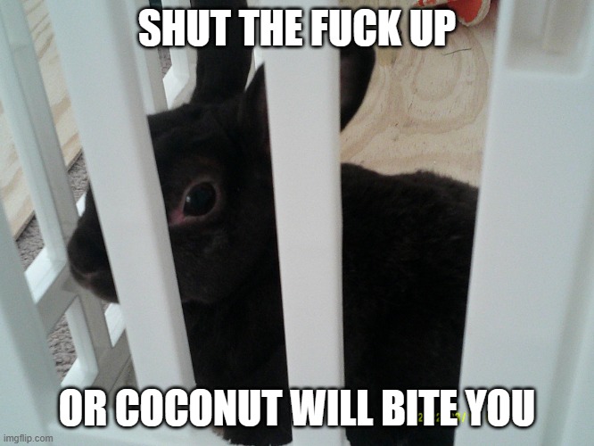 Used in comment | SHUT THE FUCK UP OR COCONUT WILL BITE YOU | image tagged in coconut | made w/ Imgflip meme maker