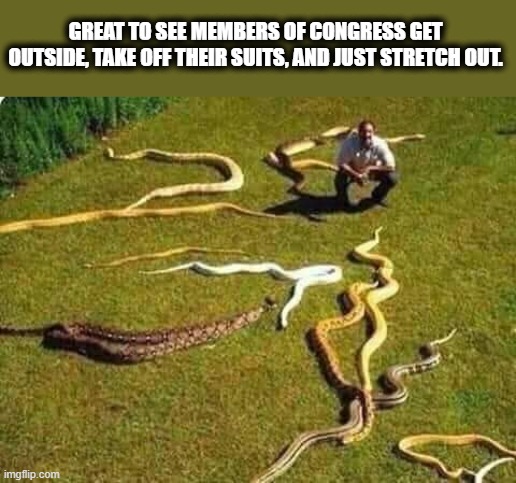 Snakes in the halls of Congress. | GREAT TO SEE MEMBERS OF CONGRESS GET OUTSIDE, TAKE OFF THEIR SUITS, AND JUST STRETCH OUT. | image tagged in snakes,congress,republicans,democrats | made w/ Imgflip meme maker