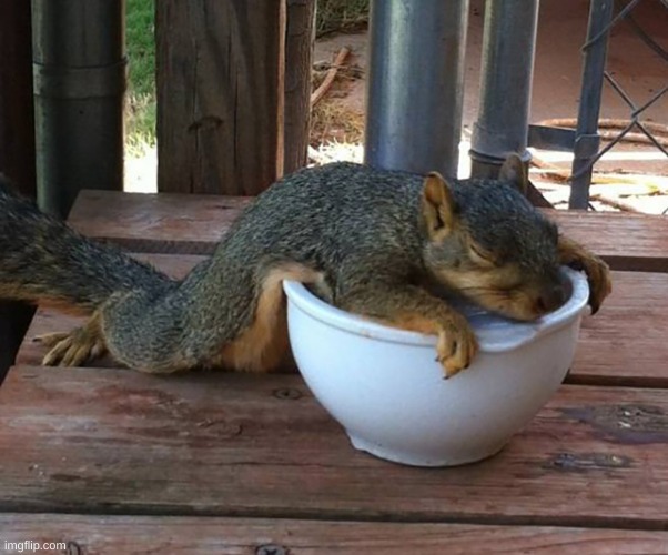 Drunk Squirrel  | image tagged in drunk squirrel | made w/ Imgflip meme maker