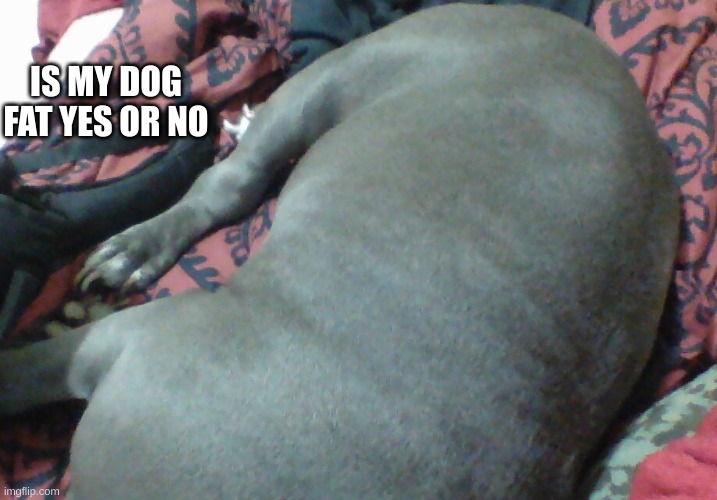 I think he's fat tbh | IS MY DOG FAT YES OR NO | image tagged in funny,dog | made w/ Imgflip meme maker