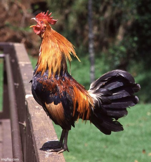 Rooster | image tagged in rooster | made w/ Imgflip meme maker