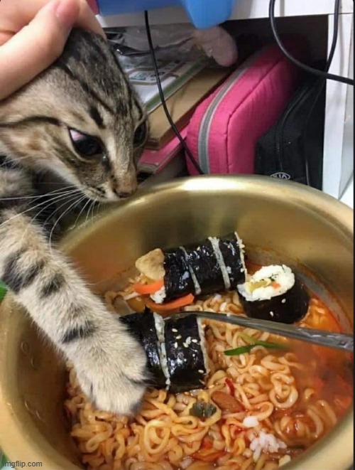Not mine, but I do have one | image tagged in sushi,cats | made w/ Imgflip meme maker