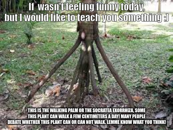 Wise mystical tree Latest Memes - Imgflip