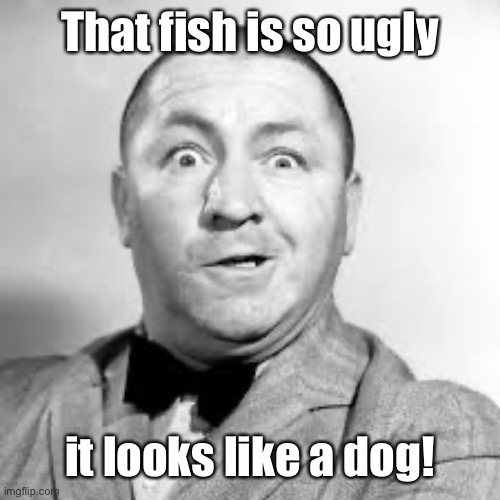 curly three stooges | That fish is so ugly it looks like a dog! | image tagged in curly three stooges | made w/ Imgflip meme maker