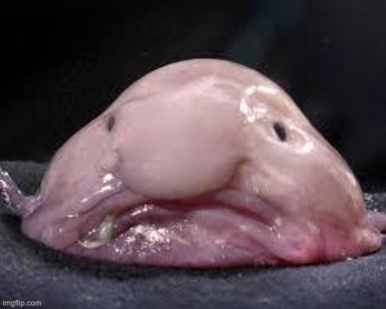 blobfish | image tagged in blob fish | made w/ Imgflip meme maker