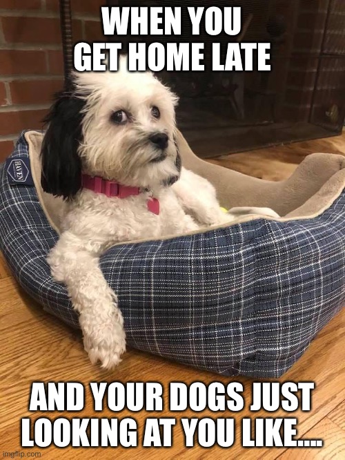 Dogs | WHEN YOU GET HOME LATE; AND YOUR DOGS JUST LOOKING AT YOU LIKE…. | image tagged in side eye | made w/ Imgflip meme maker