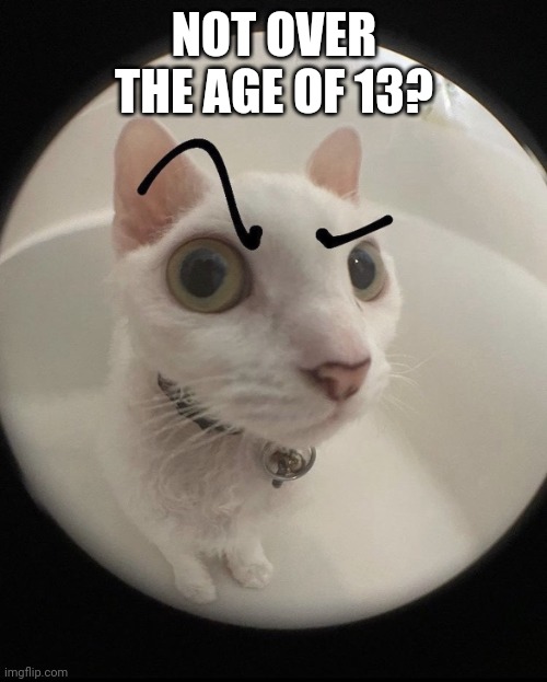 no bitches? cat | NOT OVER THE AGE OF 13? | image tagged in no bitches cat | made w/ Imgflip meme maker