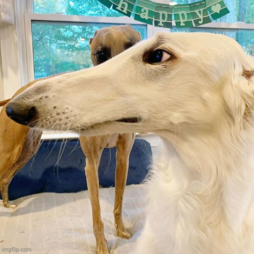 Goofy ah dog | image tagged in goofy ah dog | made w/ Imgflip meme maker