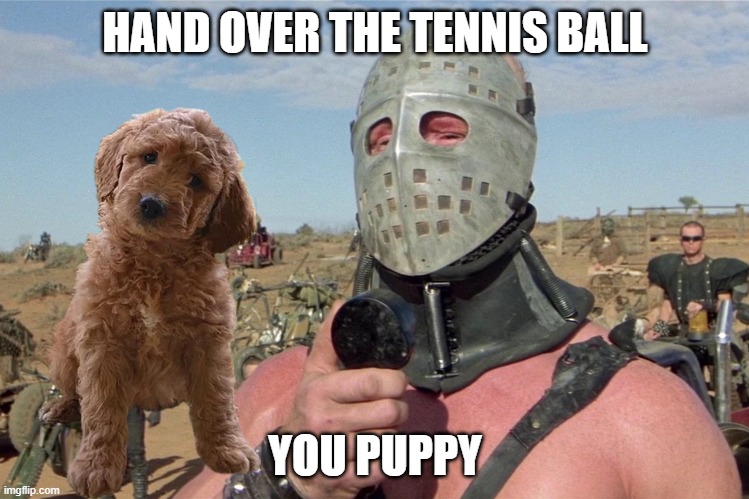 Puppy | HAND OVER THE TENNIS BALL; YOU PUPPY | made w/ Imgflip meme maker