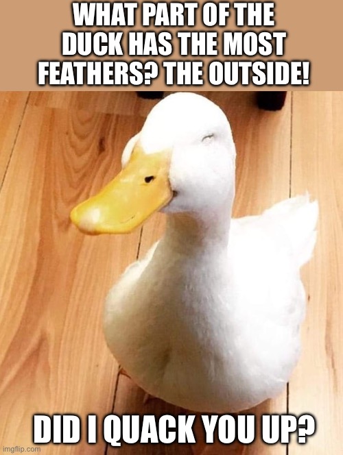 Duck | WHAT PART OF THE DUCK HAS THE MOST FEATHERS? THE OUTSIDE! DID I QUACK YOU UP? | image tagged in smile duck | made w/ Imgflip meme maker