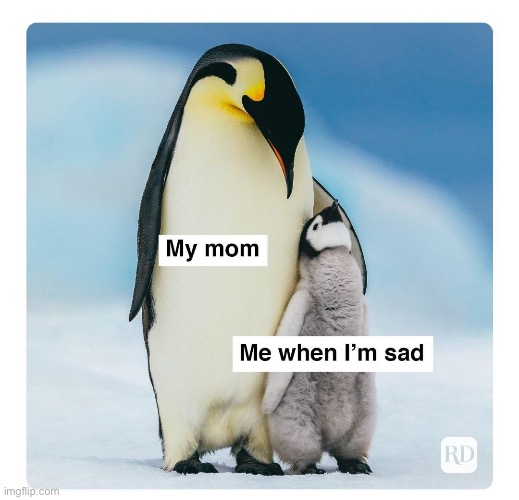 image tagged in memes,funny,wholesome | made w/ Imgflip meme maker