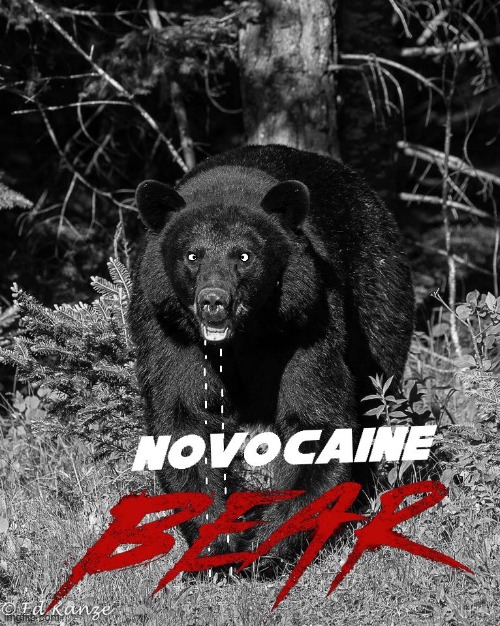 Novocaine Bear | image tagged in cocaine bear memes,drug | made w/ Imgflip meme maker