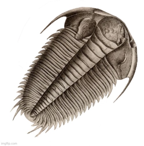 Brown-Gray Trilobite | image tagged in brown-gray trilobite | made w/ Imgflip meme maker