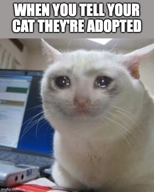 Crying cat | WHEN YOU TELL YOUR CAT THEY'RE ADOPTED | image tagged in crying cat | made w/ Imgflip meme maker
