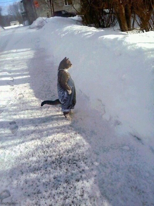 Cat standing in overalls | image tagged in cat standing in overalls | made w/ Imgflip meme maker