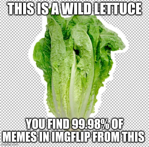 Romaine lettuce | THIS IS A WILD LETTUCE; YOU FIND 99.98% OF MEMES IN IMGFLIP FROM THIS | image tagged in romaine lettuce | made w/ Imgflip meme maker