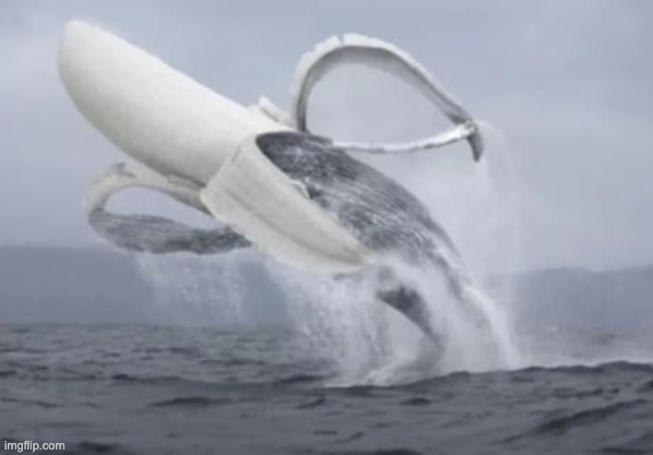 banana whale | image tagged in banana whale | made w/ Imgflip meme maker