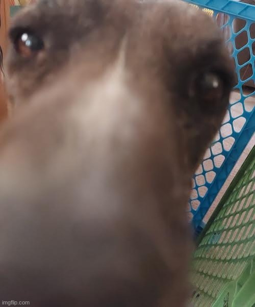 she ain't a dog she a dawg fr | image tagged in bozori,she's not a fucking borzoi | made w/ Imgflip meme maker